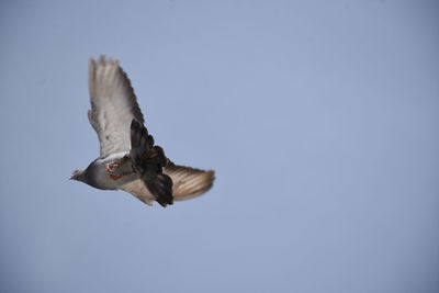 Low angle view of seagull flying against clear sky