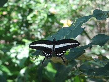 Close-up of butterfly on leaf