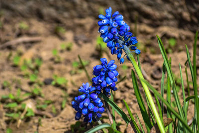 Close-up of purple flowering plant