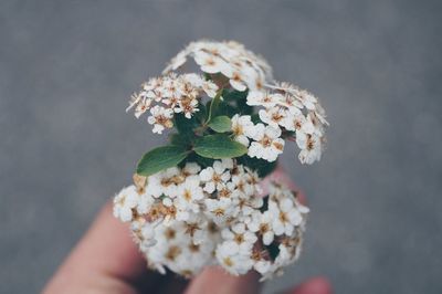 Close-up of white flowers