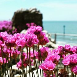 Close-up of pink flowers