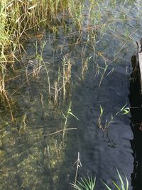 High angle view of plants in lake