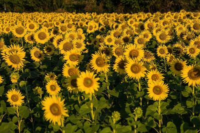 Close-up of yellow flowering plants on field