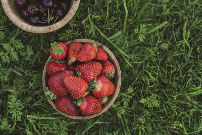 High angle view of strawberries on field