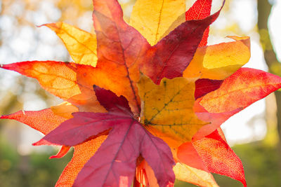 Close-up of autumnal leaves