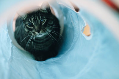 Close-up portrait of cat