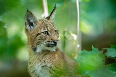 Close-up of a cat looking away