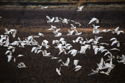 Flock of birds flying