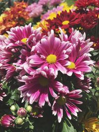 Close-up of flowers blooming outdoors