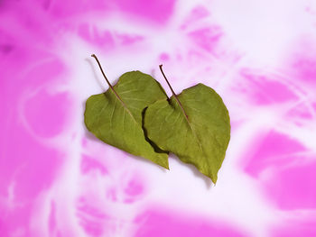 Close-up of pink leaves on plant