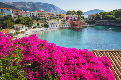 Pink flowering plants by swimming pool against buildings in city