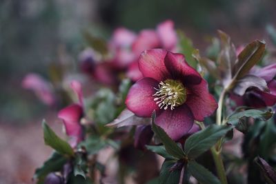 Close-up of red flowering plant