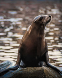 Close-up of sea lion