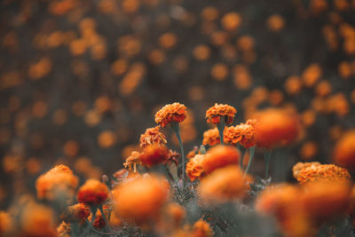 Close-up of orange flowering plants on field