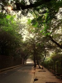 Road amidst trees