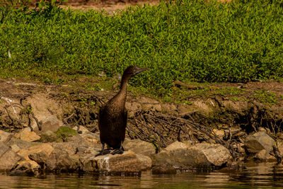 View of bird on rock by lake