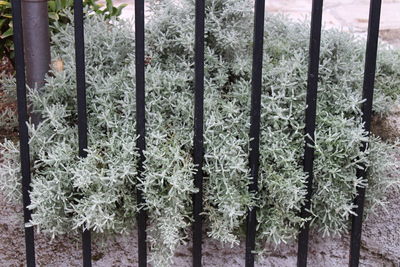 Close-up of plants against trees