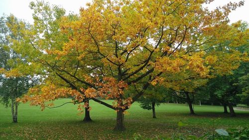 Trees in park during autumn