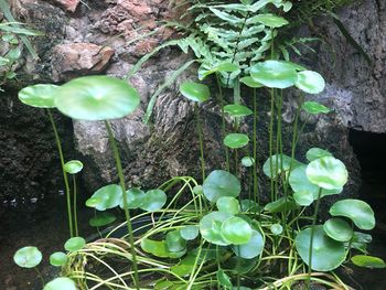 Close-up of plants growing on field