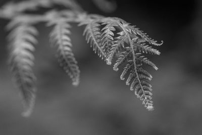 Close-up of pine tree during winter