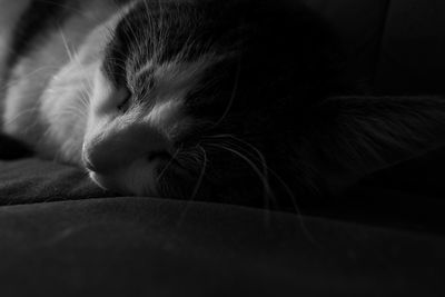 Close-up of cat sleeping on bed