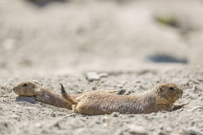 Prairie dogs at dirt field on sunny day