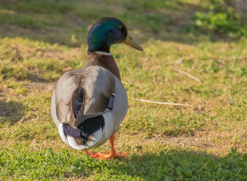 Close-up of a bird on field