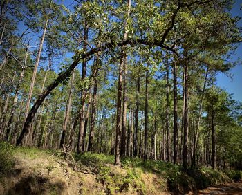 Low angle view of trees growing in forest