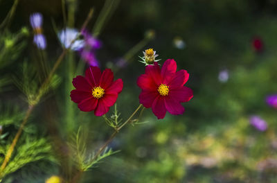 Close-up of pink flowers