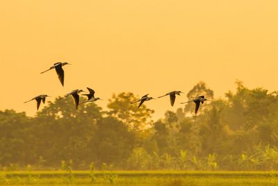 Birds flying in sky at sunset