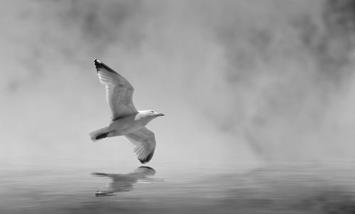 Seagull flying against sky