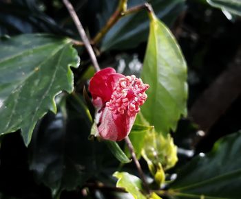 Close-up of pink rose flower