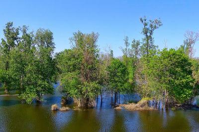 Scenic view of river amidst trees in forest against sky