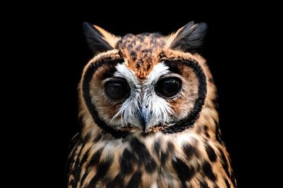 Close-up portrait of owl against black background