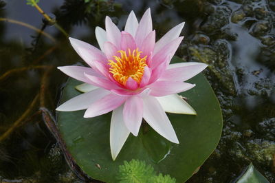 Close-up of lotus water lily in lake