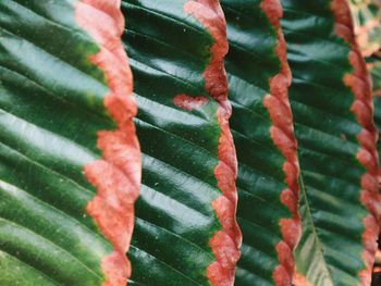 Full frame shot of fresh green leaves
