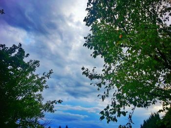 Low angle view of trees against cloudy sky