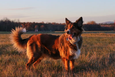 Dog standing in a field