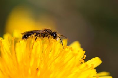 Close-up of insect on yellow flower