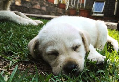 Close-up of puppy sleeping on grassy field