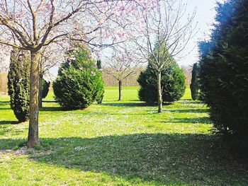 Trees on grassy field in park