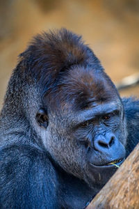 Close-up portrait of monkey