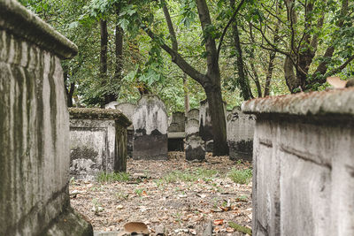 Trees growing in cemetery by building in forest