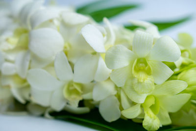 Close-up of white flowering plant