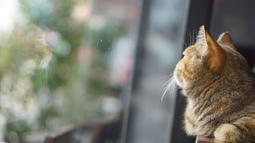 Close-up of a cat looking away