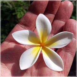 Close-up of hand holding flower