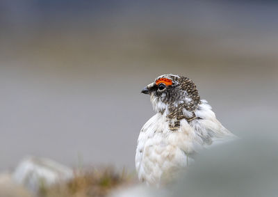 Close-up of a bird