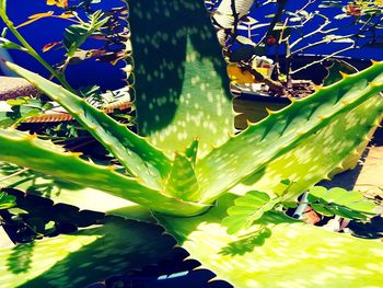 Close-up of fresh green plant