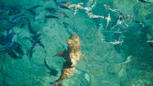 High angle view of woman swimming in pool