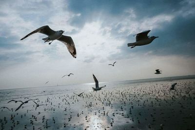 Seagulls flying over sea against sky